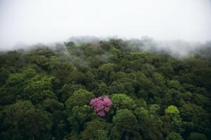 This photo by the renowned Yann Arthus-Bertrand illustrates how the desire to be pink in an all-green world is possible!
