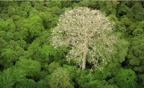 of-forest-men-yann-arthus-bertrand-3.jpg.492x0_q85_crop-smart