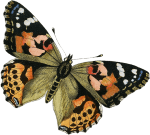 01_butterfly_painted_lady_graphicsfairy (1)