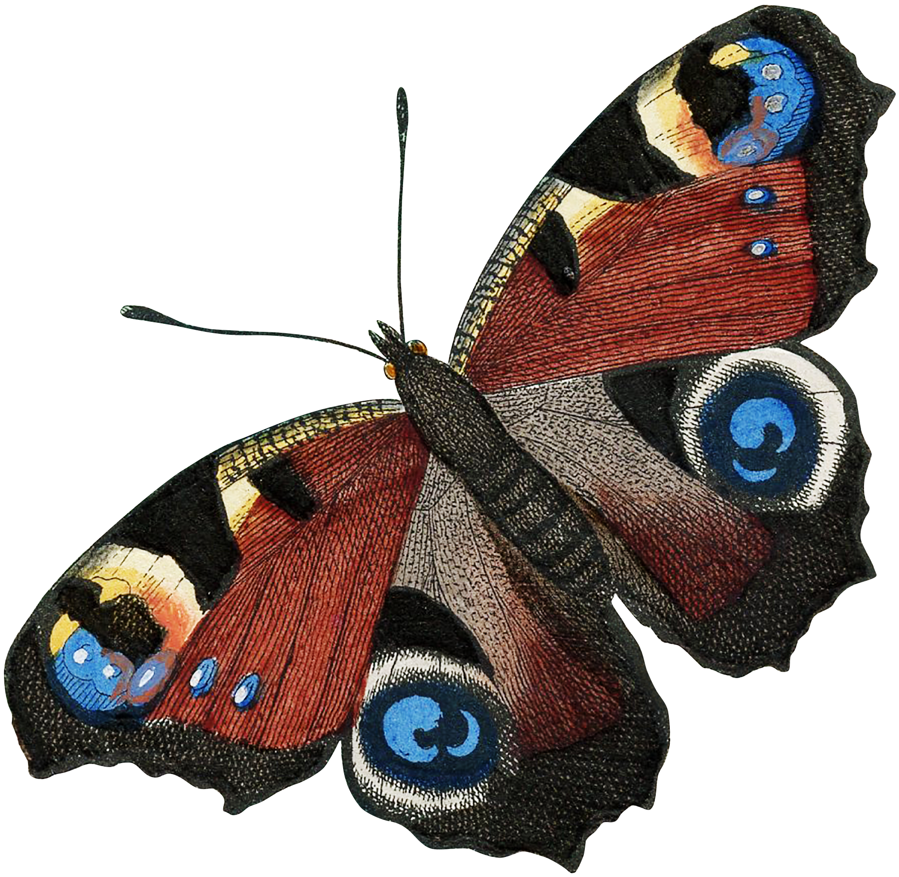 04_peacock_butterfly_graphicsfairy